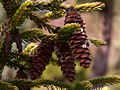 Picea orientalis Skylands IMG_5078 (VALENTA) Świerk kaukaski